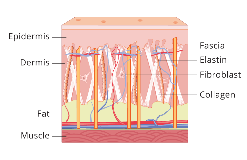Skin Section